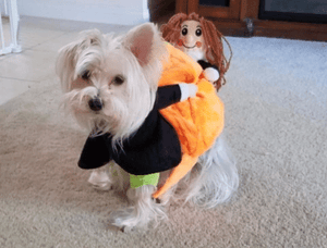 Pumpkin Halloween Dog Costume