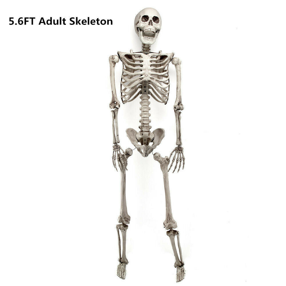 Halloween Prop 5Ft Skeleton Full Size Giant Decoration Skeleton Skull Hand Lifelike Fake Human Body