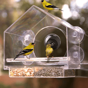 Bird Feeder Camera Live Bird Feeder Cam Bird Buddy Smart Bird Feeder With Camera