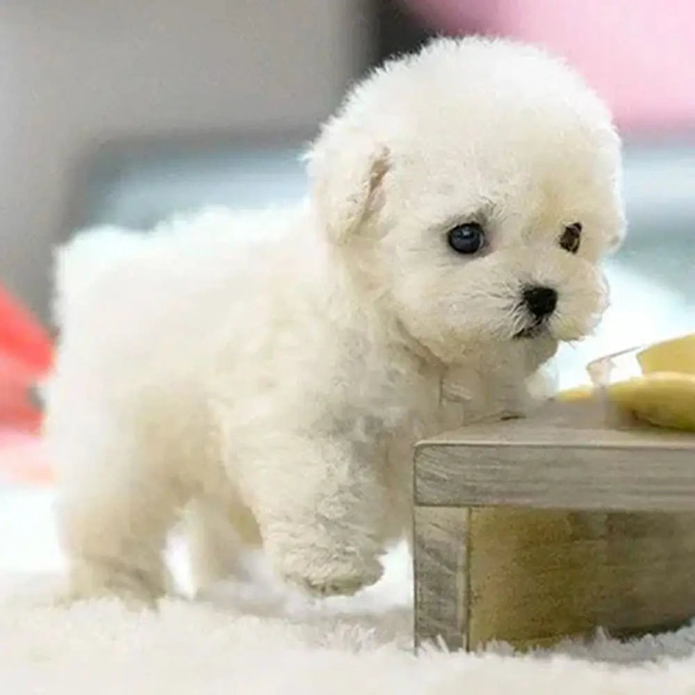 Wuffimotion – Movable Plush Dog For Kids For Interactive Play Fun 2Y+ 10482724962568-1