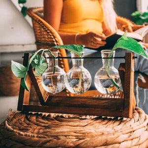 Wooden Plant Propagation Stand With Glass Vases