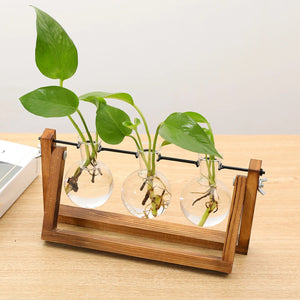 Wooden Plant Propagation Stand With Glass Vases