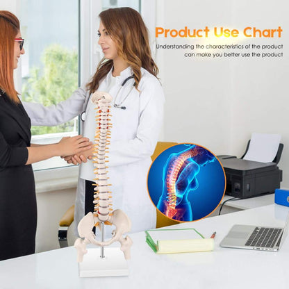 Human Spine and Pelvic Anatomical Model, Spinal Column, 45cm 8142325711048-al