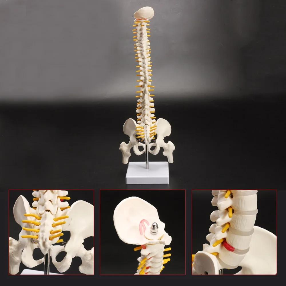 Human Spine With Pelvic Model Human Anatomical Anatomy Spine Model Spinal Column Model, Size: 45Cm