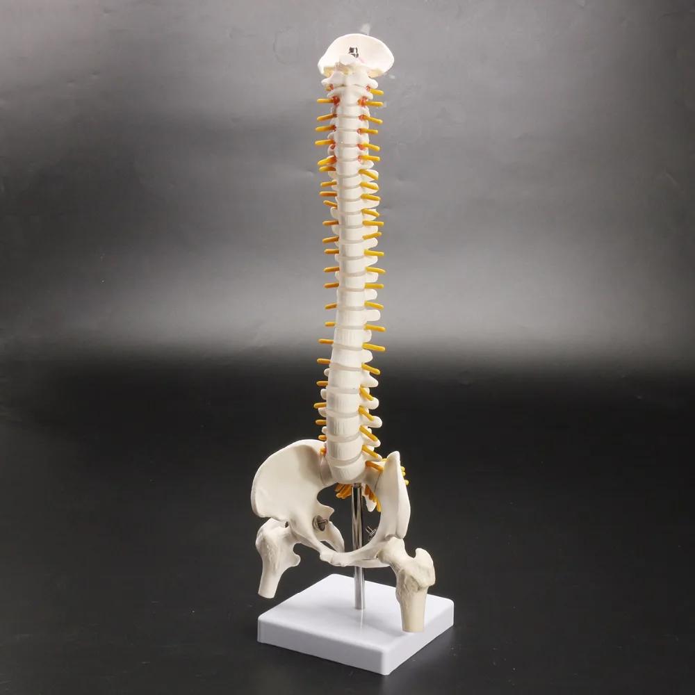 Human Spine and Pelvic Anatomical Model, Spinal Column, 45cm 8142325711048-al
