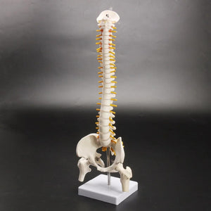 Human Spine With Pelvic Model Human Anatomical Anatomy Spine Model Spinal Column Model, Size: 45Cm