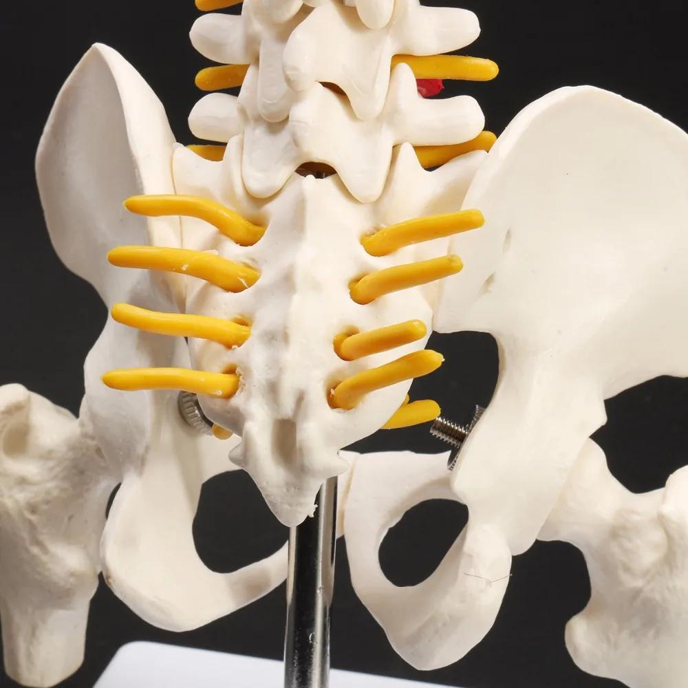 Human Spine With Pelvic Model Human Anatomical Anatomy Spine Model Spinal Column Model, Size: 45Cm