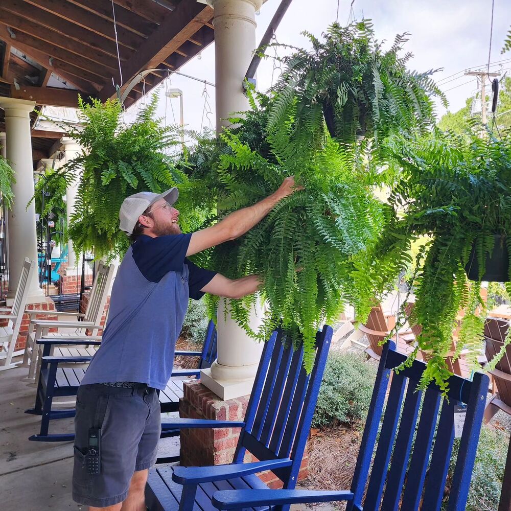 2Pc UV Resistant Artificial Boston Fern - Lifelike, Waterproof & Maintenance for Outdoor Décor 9945609568577-1