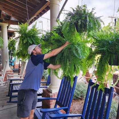 2Pc UV Resistant Artificial Boston Fern - Lifelike, Waterproof & Maintenance for Outdoor Décor 9945609568577-1