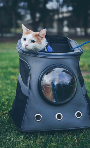 "The Fat Cat" Cat Backpack - For Larger Cats