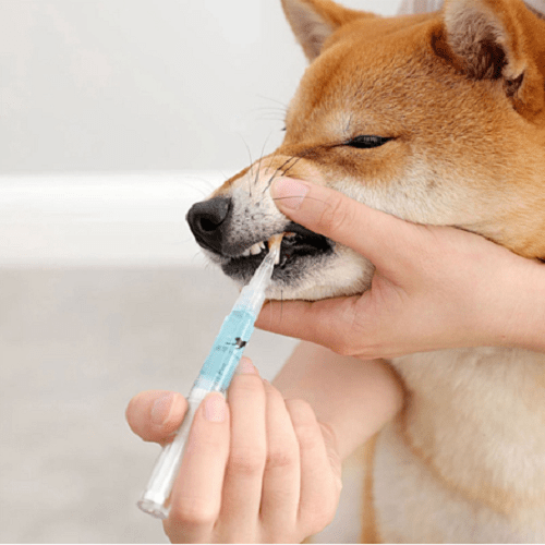 Pet S Teeth Health By Repairing And Preventing Disease