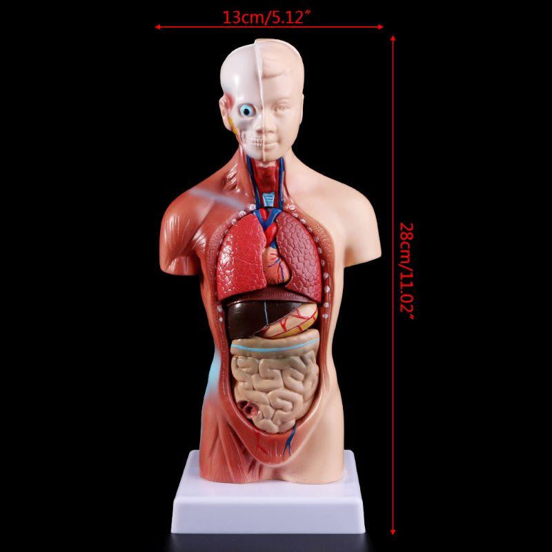 Human Torso Body Model Anatomy Medical Internal Organs For Teaching