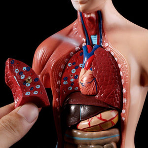 Human Torso Body Model Anatomy Medical Internal Organs For Teaching