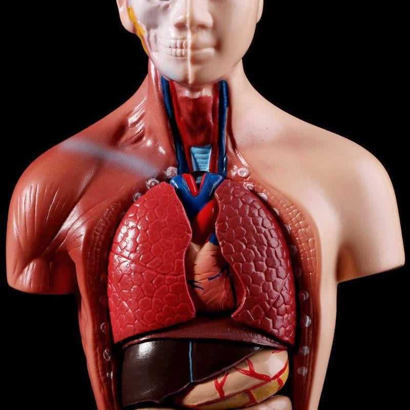 Human Torso Body Model Anatomy Medical Internal Organs For Teaching