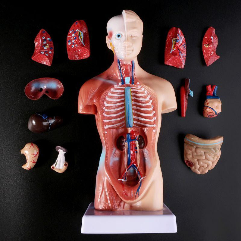 Human Torso Body Model Anatomy Medical Internal Organs For Teaching