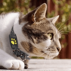 Smart Gps Cat Dog Collar - Pet Tracker