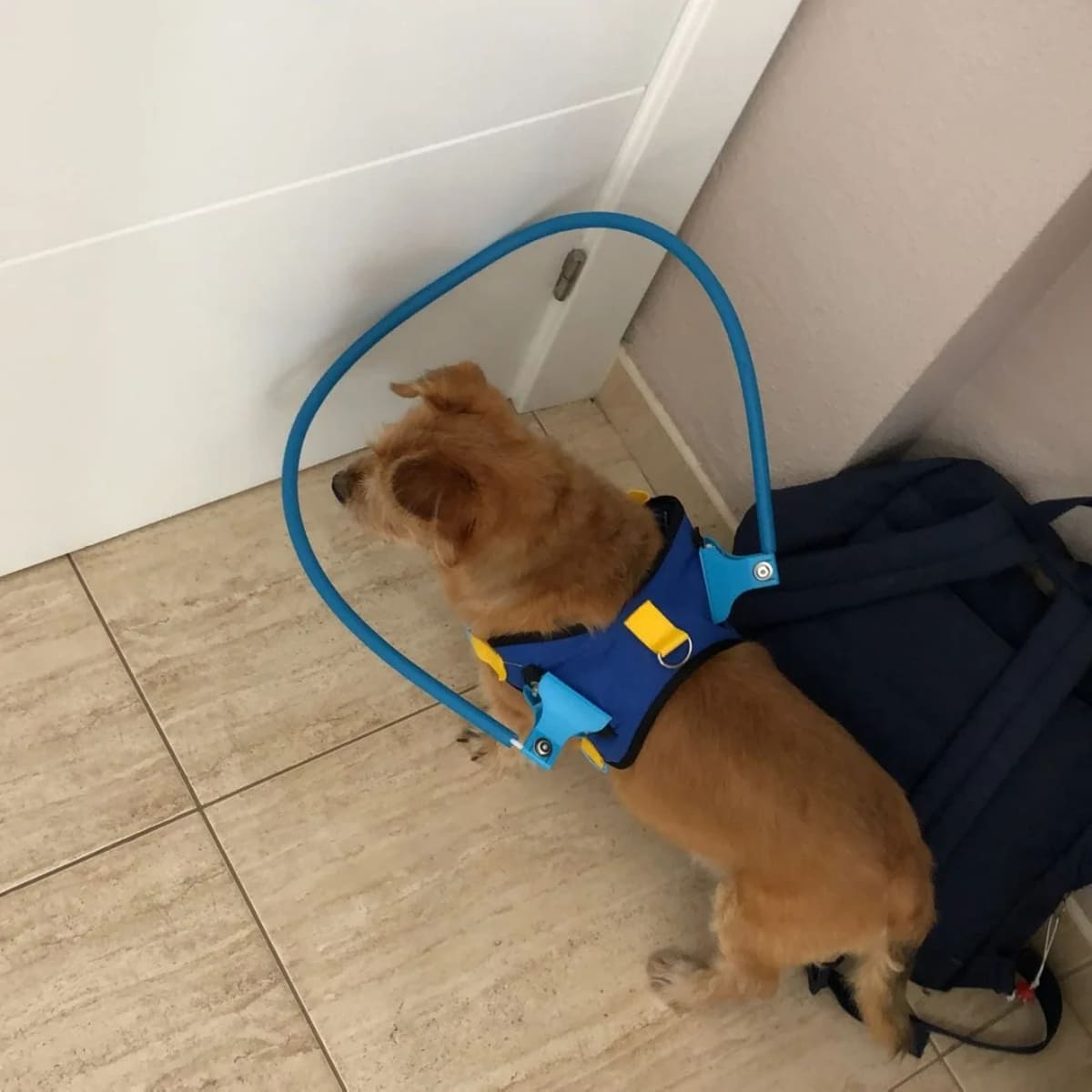 Protective Blind Dog Halo – Bumper Collar with Sensor for Walking Aid