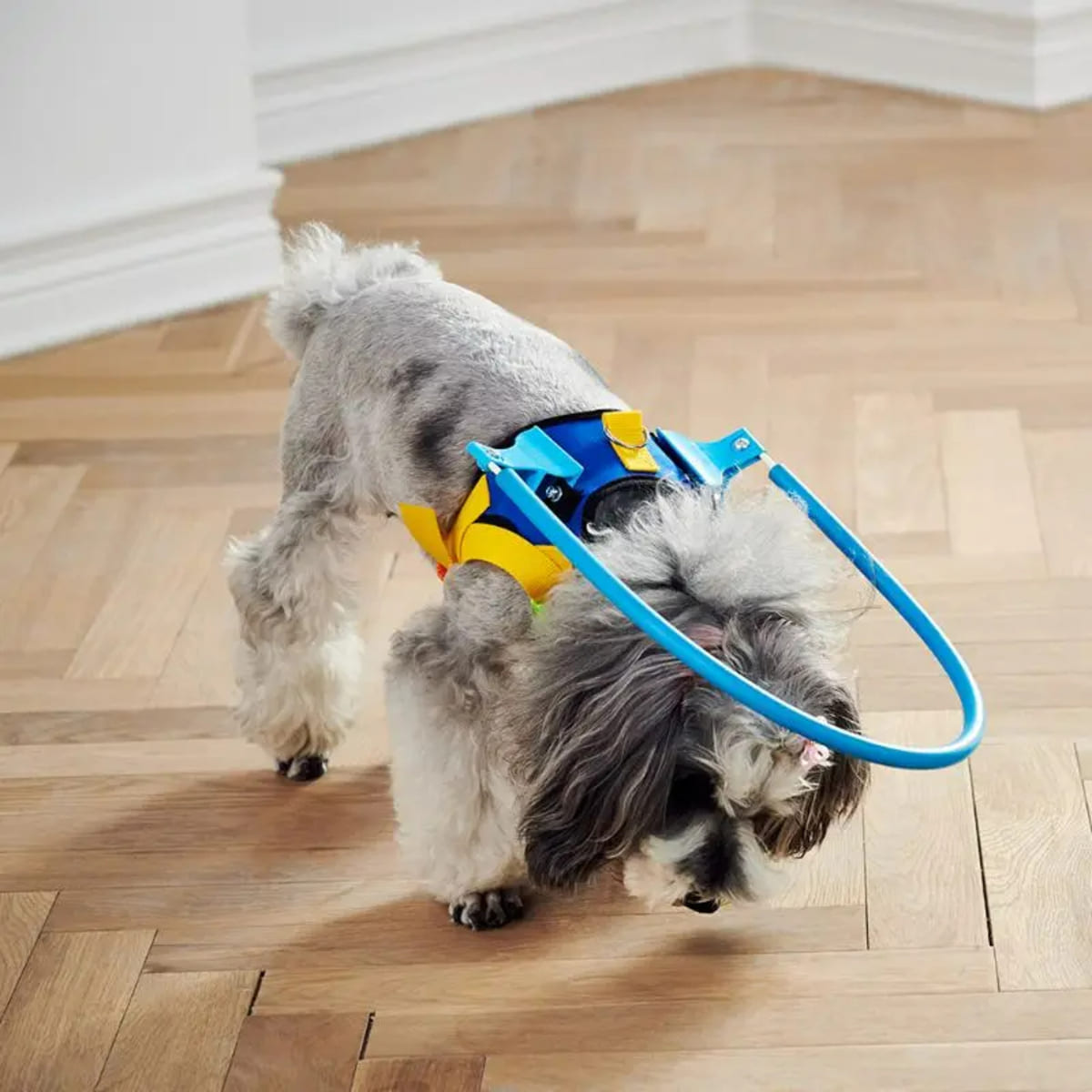 Protective Blind Dog Halo – Bumper Collar with Sensor for Walking Aid
