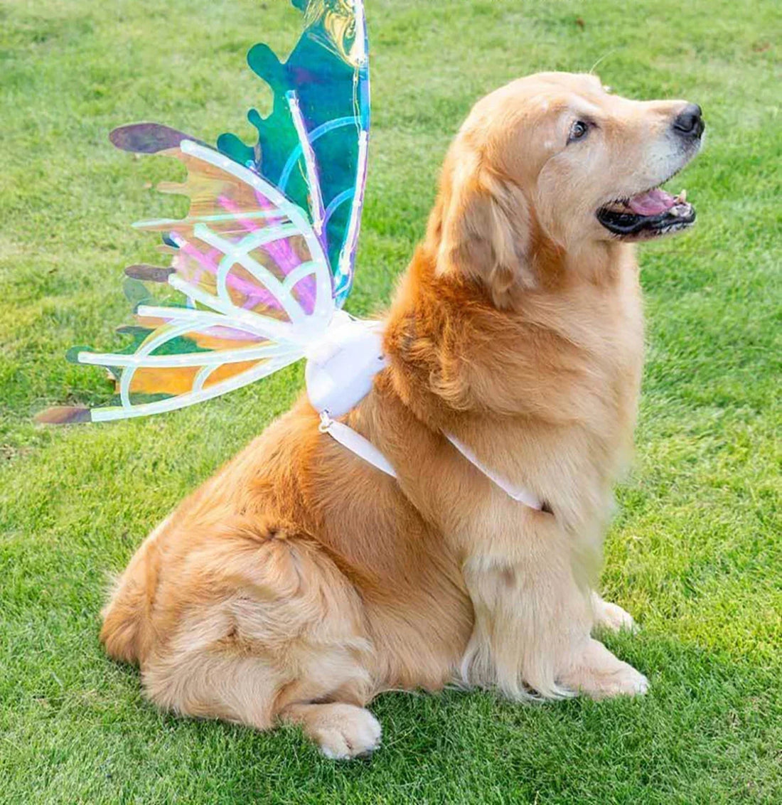 Butterfly Fairy Wings for Dogs - Enchanting Pet Accessory 8277336555718-1