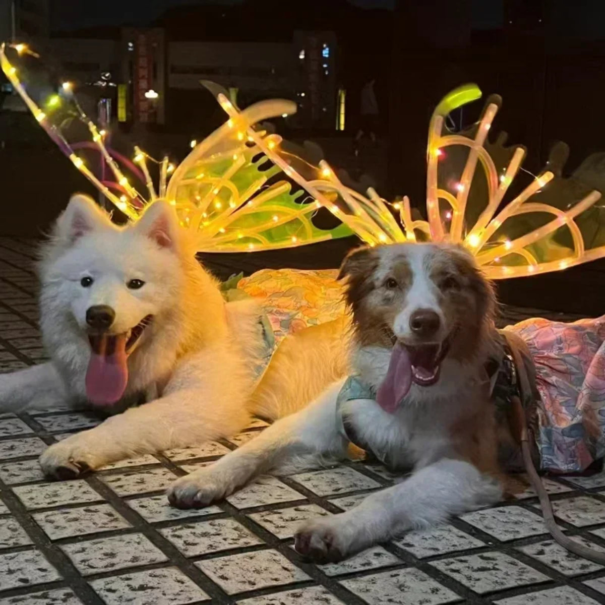 Butterfly Fairy Wings for Dogs - Enchanting Pet Accessory 8277336555718-1