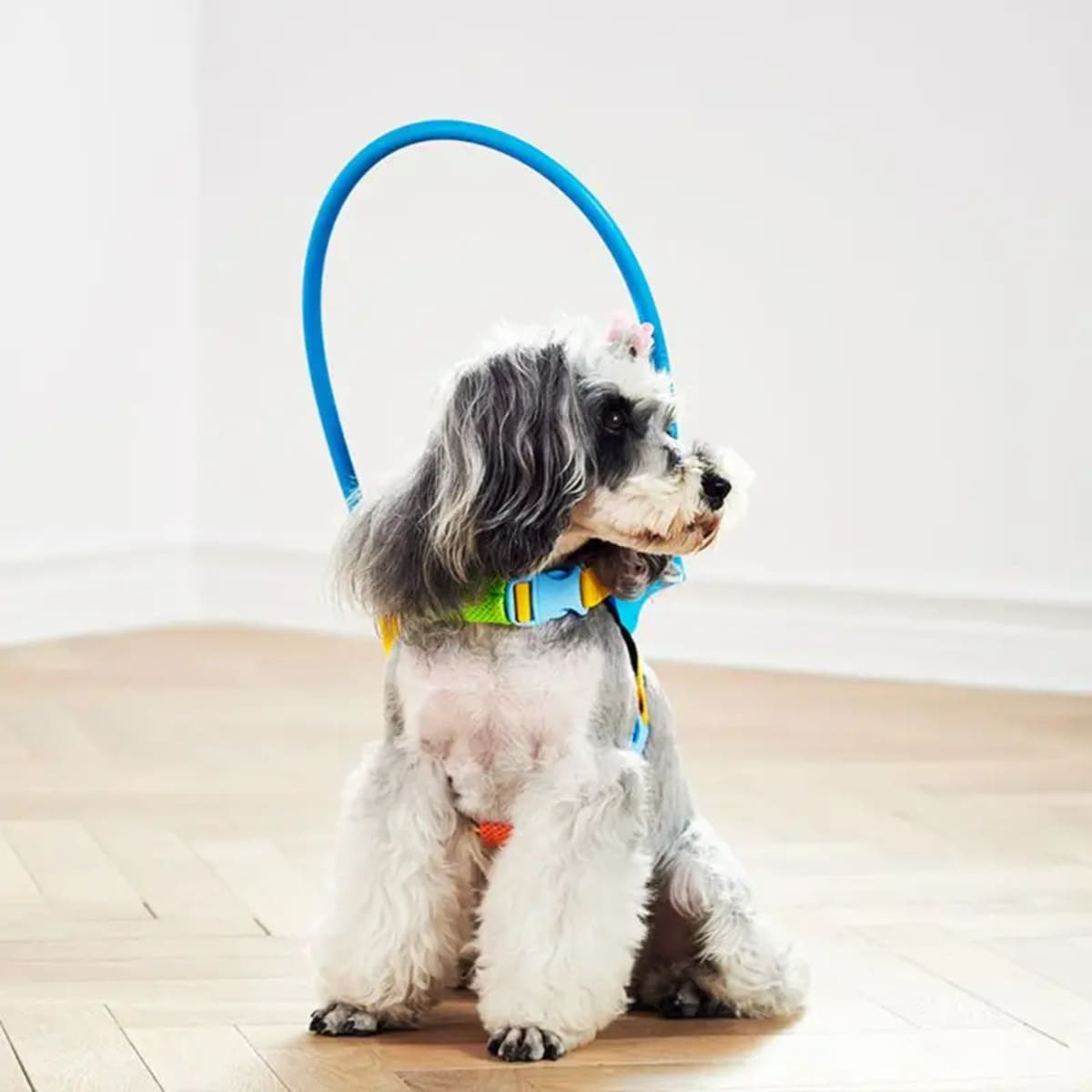 Protective Blind Dog Halo – Bumper Collar with Sensor for Walking Aid
