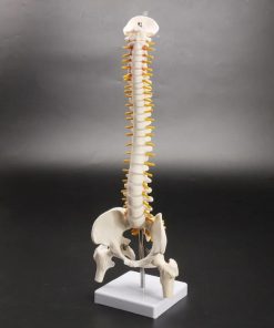 Human Spine With Pelvic Model Human Anatomical Anatomy Spine Model Spinal Column Model4