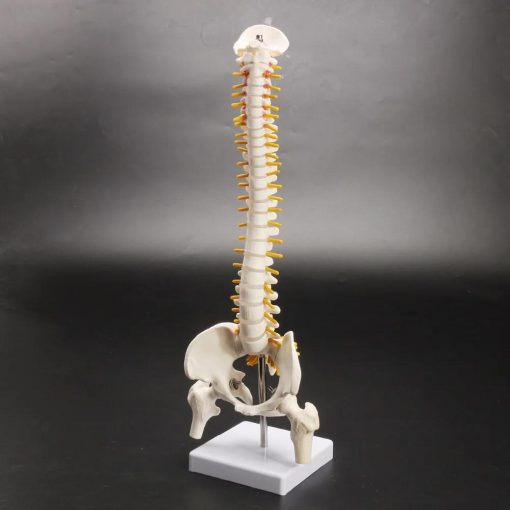 Human Spine With Pelvic Model Human Anatomical Anatomy Spine Model Spinal Column Model4