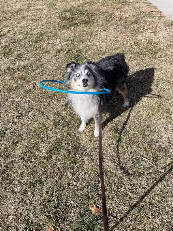 Bumper Collar Guide For Blind Dogs Harness photo review