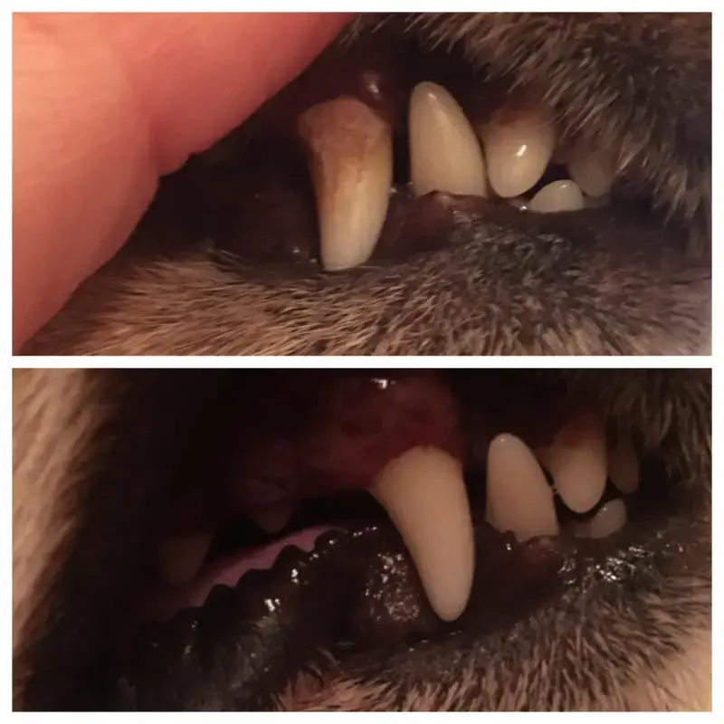 Pet'S Teeth Health By Repairing And Preventing Disease photo review