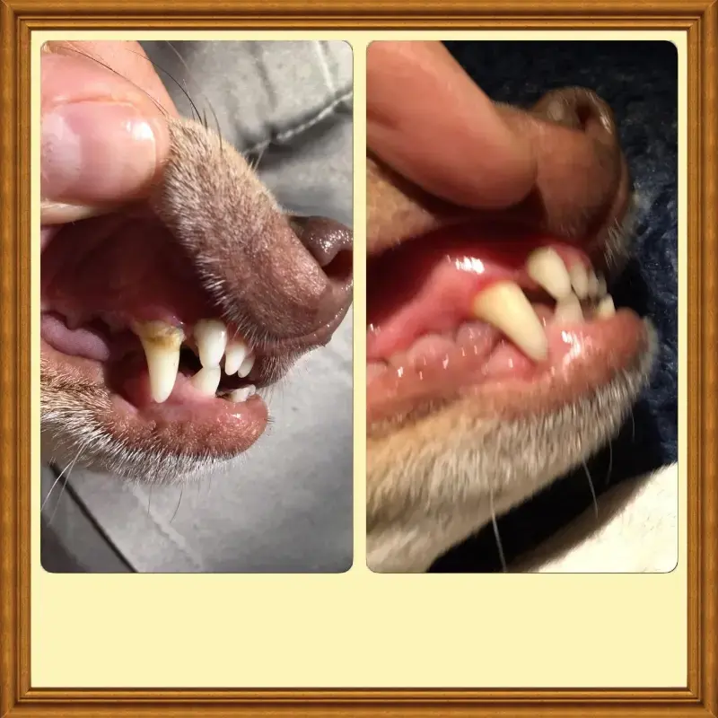 Pet'S Teeth Health By Repairing And Preventing Disease photo review