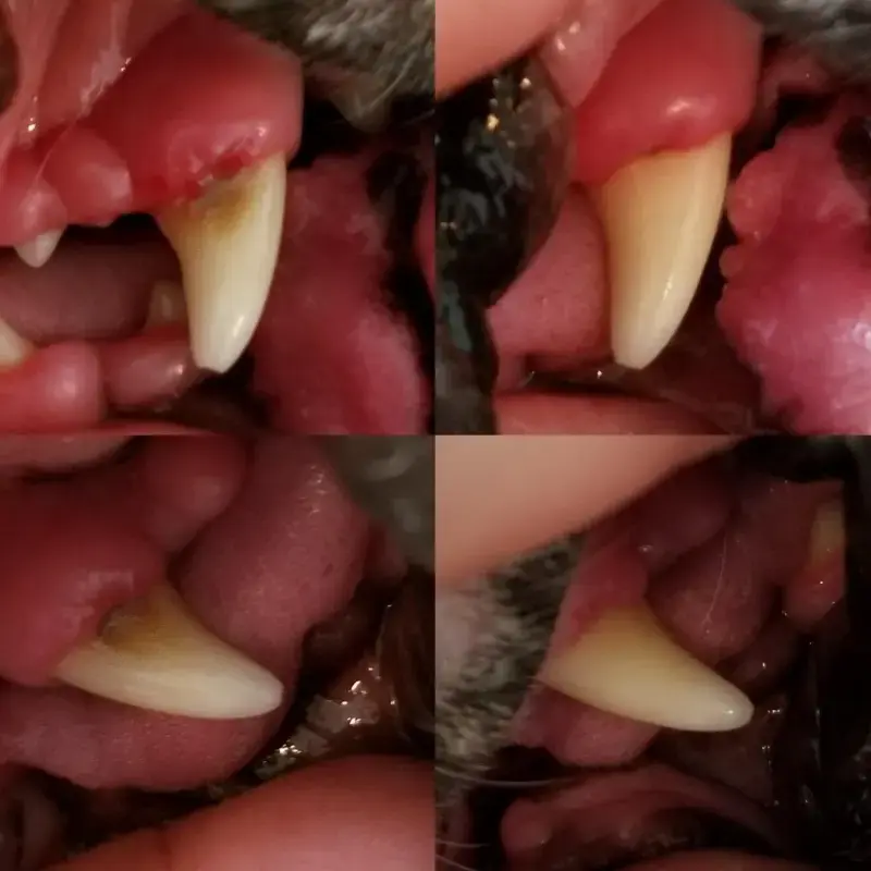 Pet'S Teeth Health By Repairing And Preventing Disease photo review