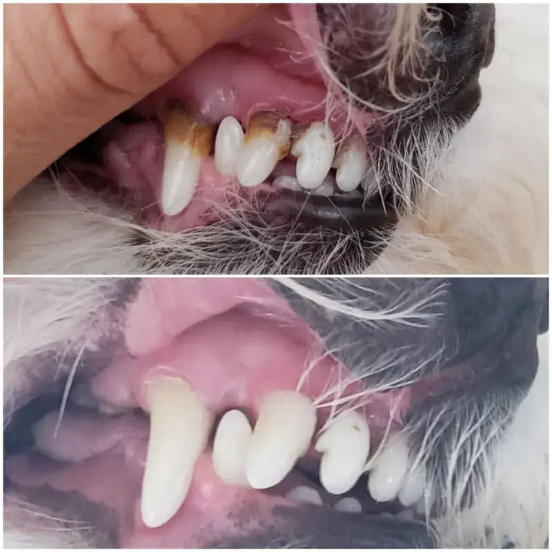 Pet'S Teeth Health By Repairing And Preventing Disease photo review