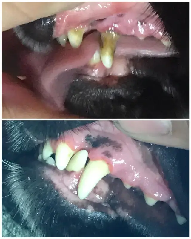 Pet'S Teeth Health By Repairing And Preventing Disease photo review