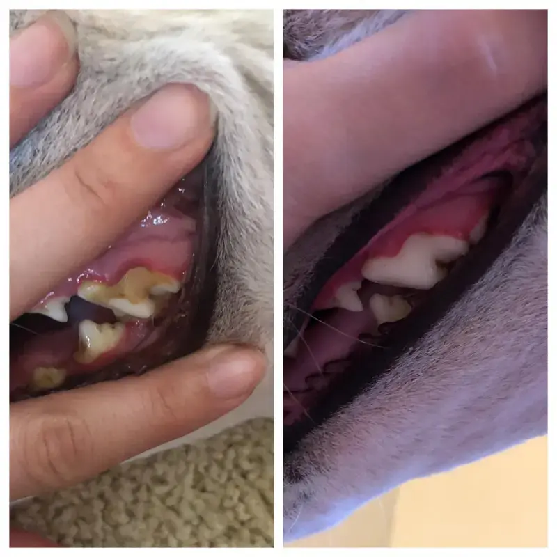 Pet'S Teeth Health By Repairing And Preventing Disease photo review