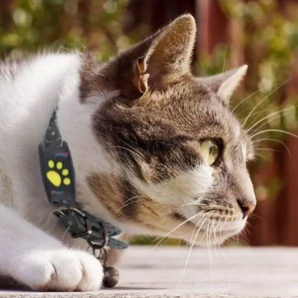 Cat Gps Tracker Locator Device For Pets3