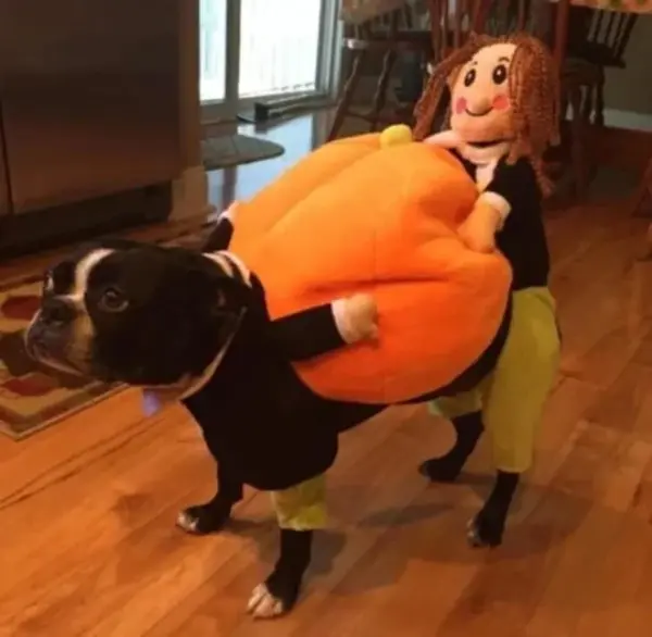 Halloween Special 49 Dog Cat Pumpkin Halloween Costume3