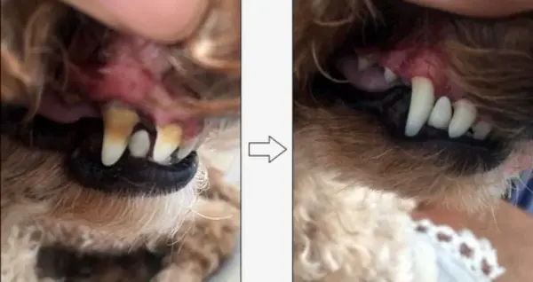 Pet S Teeth Health By Repairing And Preventing Disease4