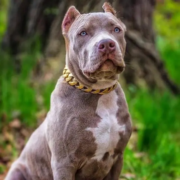 Thugpet Thick Cuban Dog Gold Chain Pet Collar2