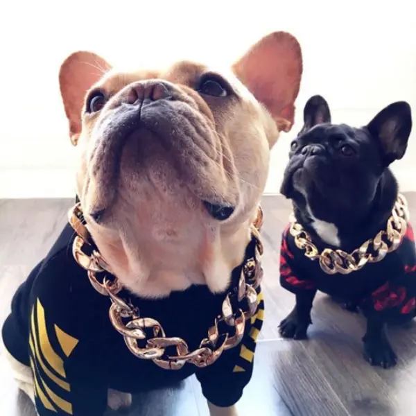 Thugpet Thick Cuban Dog Gold Chain Pet Collar5