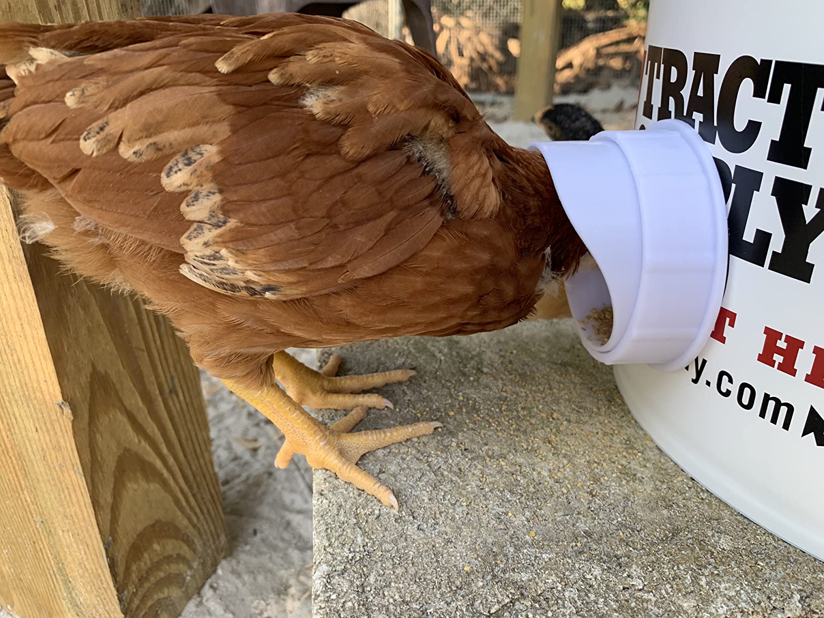 Diy Chicken Feeder, No Waste Chicken Feeder With Rat Stopper Caps With 4 Ports And 1 Hole Saw, Rain Proof And Insect Proof, For Barrels Boxes, Troughs photo review