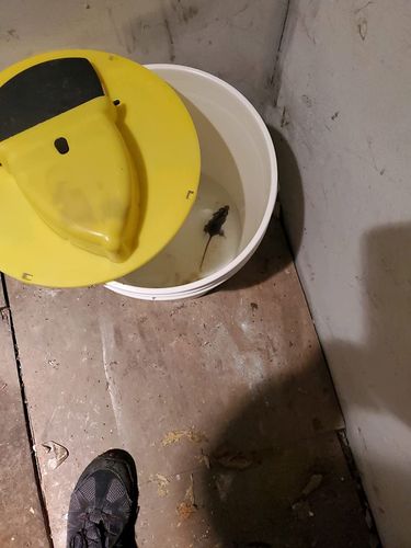 Automatic Mouse Trap Bucket for House photo review