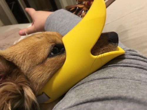 Dog Muzzle - Cutest Adjustable Duck Mouth For Your Dog photo review