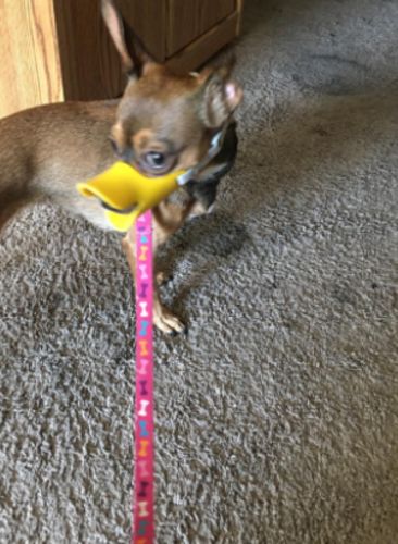 Dog Muzzle - Cutest Adjustable Duck Mouth For Your Dog photo review