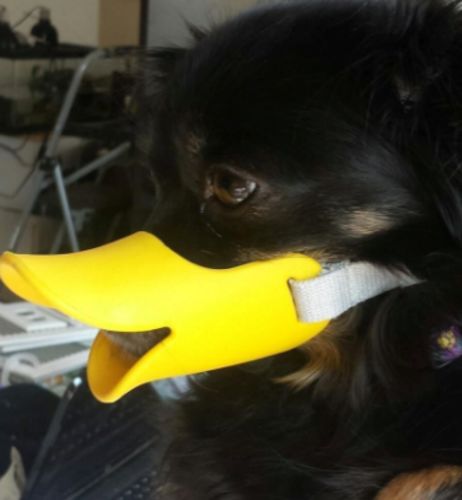 Dog Muzzle - Cutest Adjustable Duck Mouth For Your Dog photo review