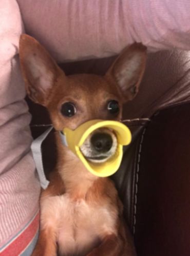 Dog Muzzle - Cutest Adjustable Duck Mouth For Your Dog photo review