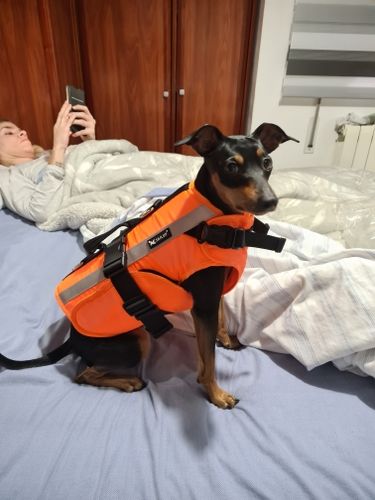 Dog Splash Life Jacket Vest With Floating Foam photo review