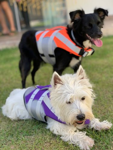 Dog Splash Life Jacket Vest With Floating Foam photo review