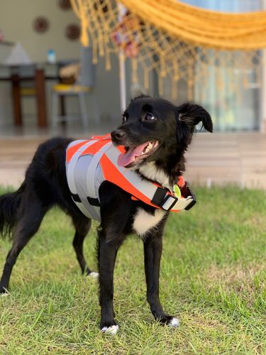 Dog Splash Life Jacket Vest With Floating Foam photo review