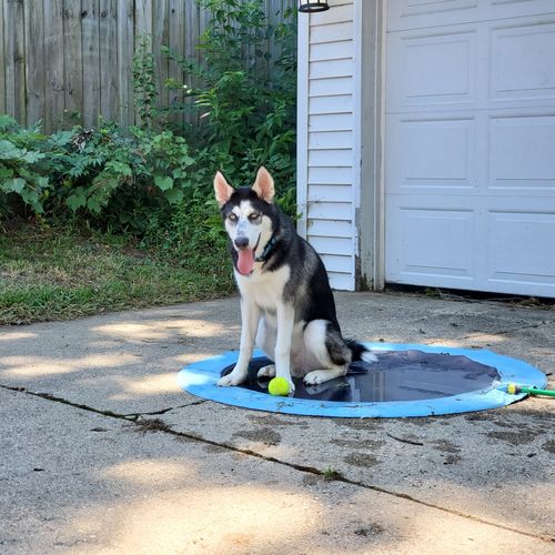 Dog Splash Sprinkler Pad photo review