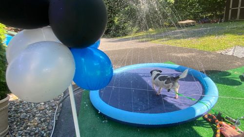 Dog Splash Sprinkler Pad photo review